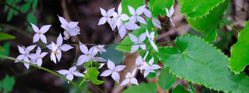 ایپیڈیمیم Epimedium